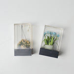 Miniature Plants - Set of 2