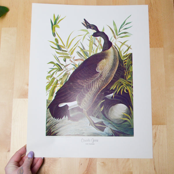 Canada Goose National Art Gallery Vintage Print Default Title